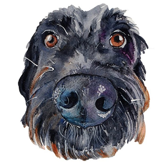 Illustrated Watercolour Black Labradoodle Dog Just A Note Card