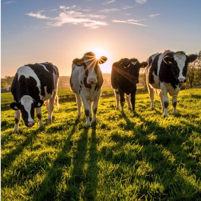 Photographic Cows In A Field In Ireland Just A Note Card