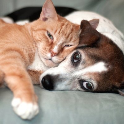 Cute Cat And Dog Love Cuddling Card