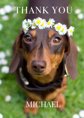 Animal Planet Cute Sausage Dog Photographic Thank You Card