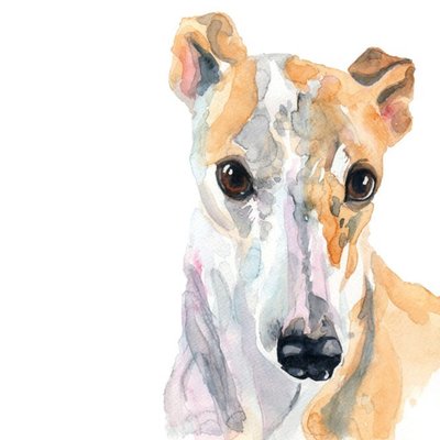 Illustrated Watercolour Dog Greyhound Just A Note Card