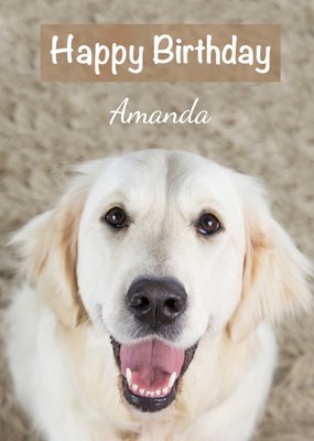 Alex Sharp Photography Smiling Labrador Retriever Happy Birthday Card