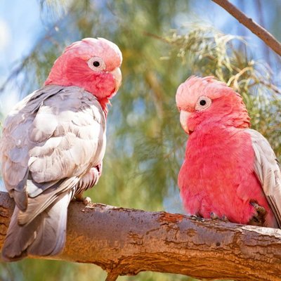 Moonpics Photographic Galah Cockatoo Birds Australia Card