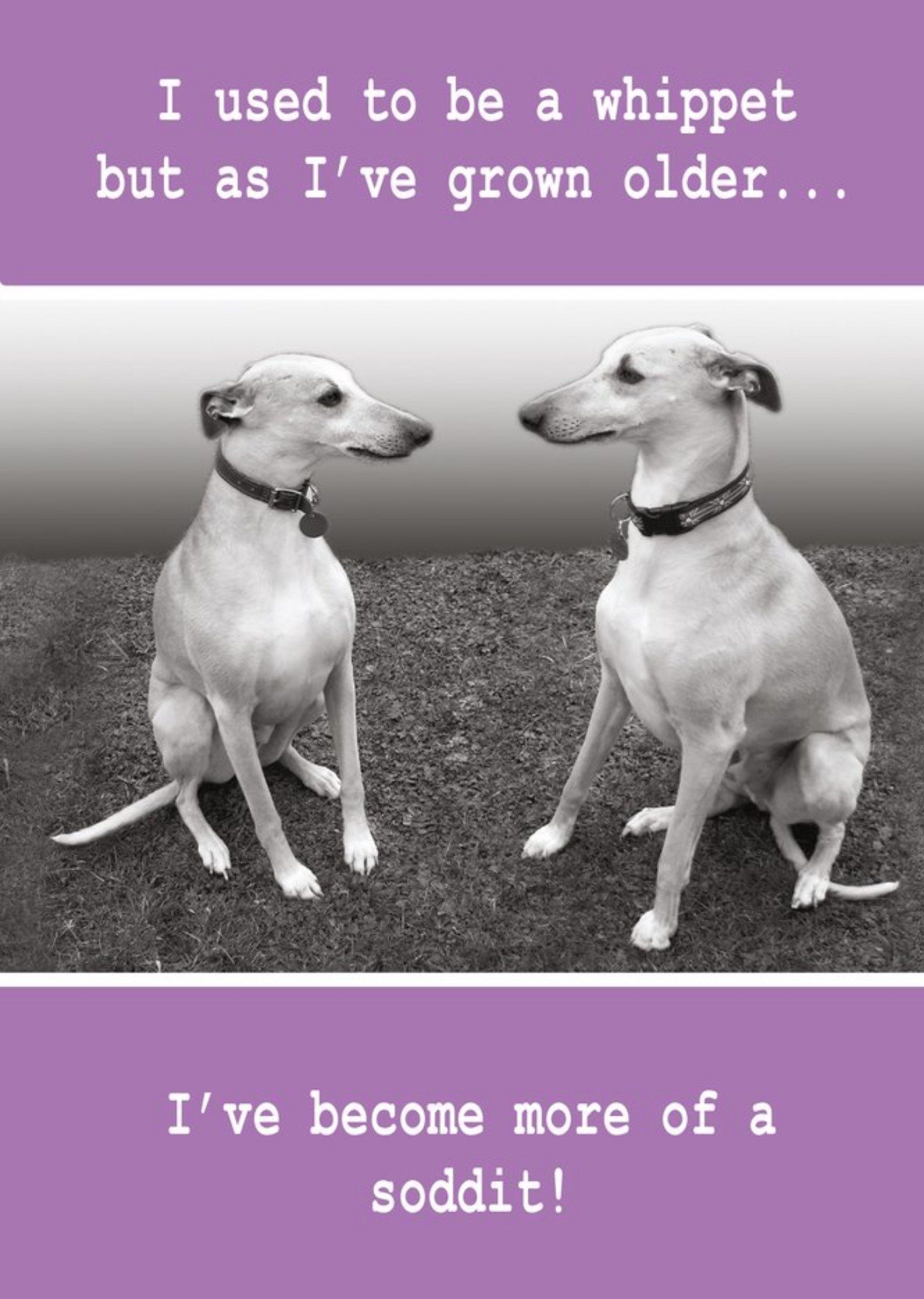 Moonpig Quitting Hollywood Paw Play Dog Birthday Funny Card