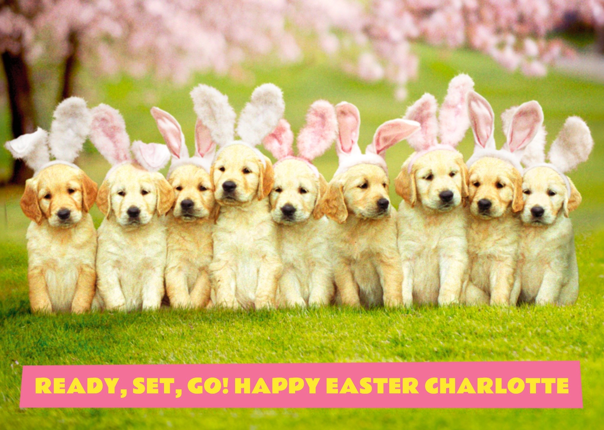 Moonpig Avanti Ready Set Go Funny Puppy Bunnies Easter Card