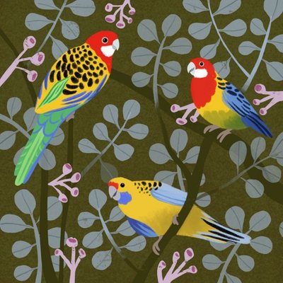 Cat MacInnes Illustration Birds Australia Just A Note Card