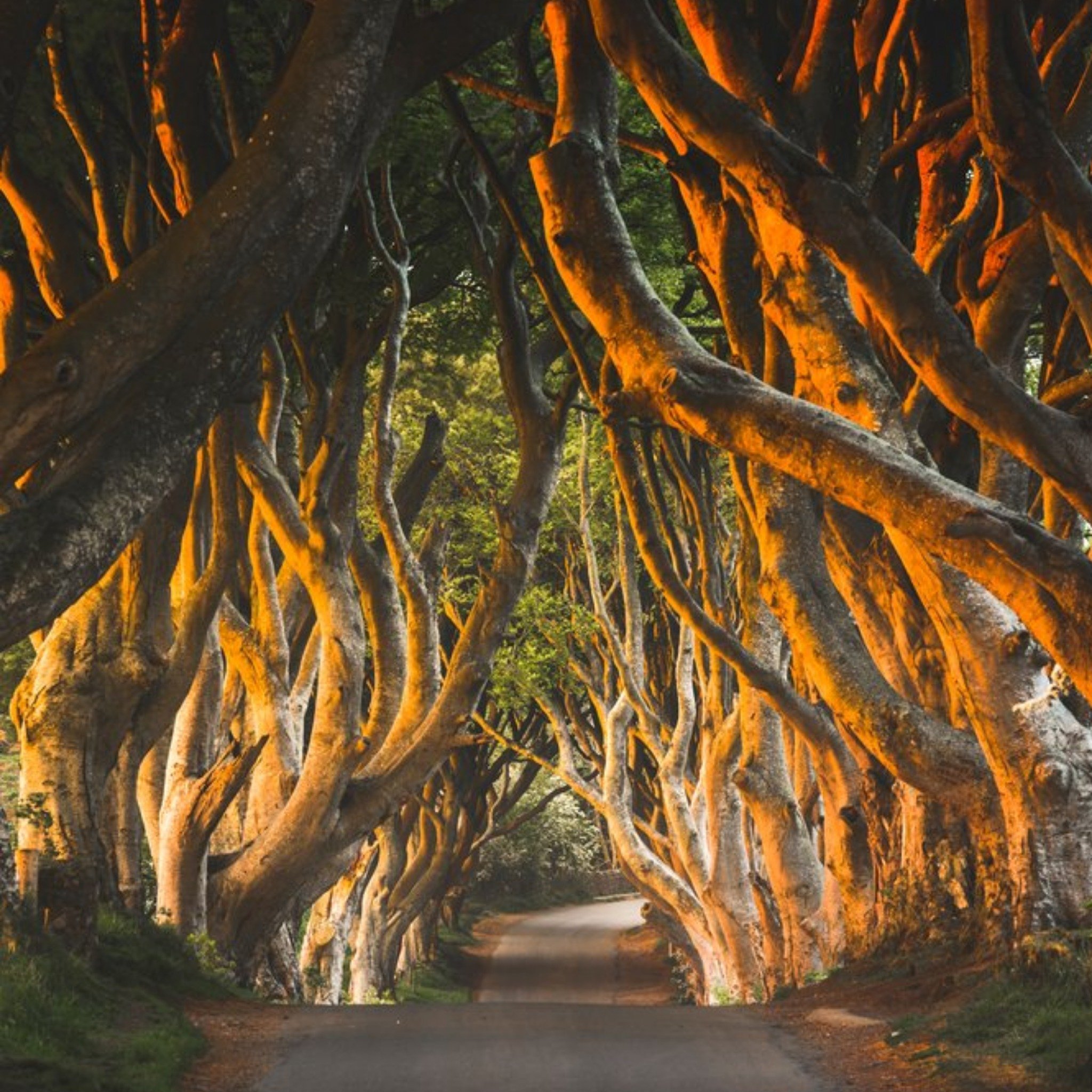 Moonpig Photographic Image Of The Dark Hedges County Antrim Northern Ireland Card