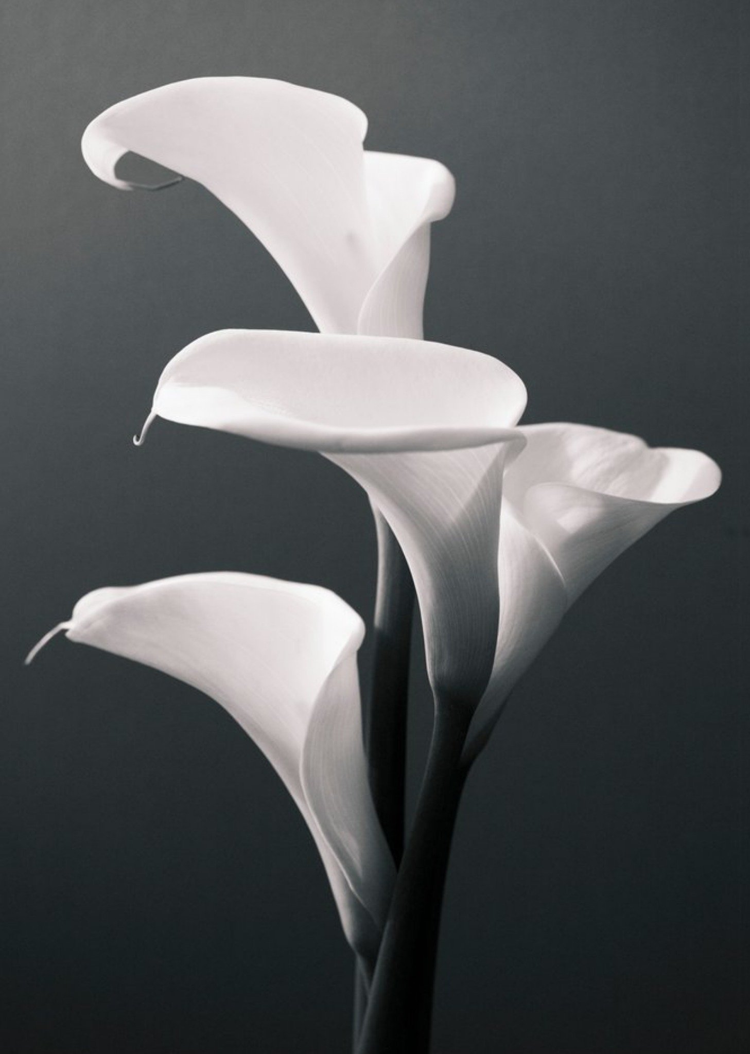 Moonpig White Calla Lily Photographic Sympathy Card