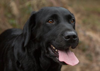 Photo Of Black Labrador Dog Card