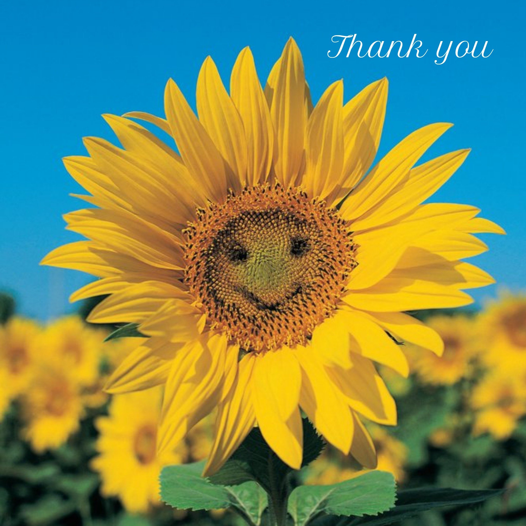 Moonpig Smiling Sunflower Personalised Thank You Card