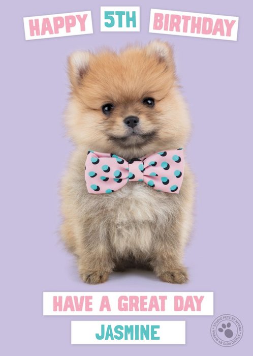 Studio Pets Birthday Card Pomeranian Puppy with a Bow-tie