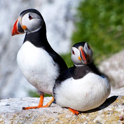 Photographic Puffins On A Rock Wexford Ireland Just A Note Card