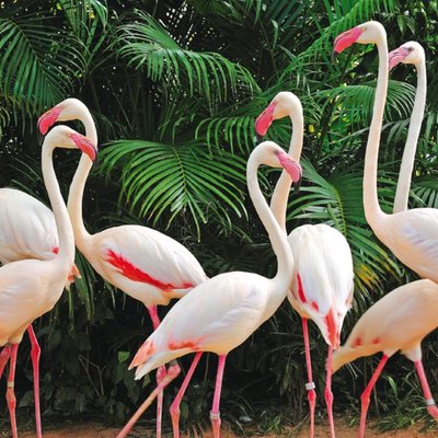 Flock Of Flamingos And Tropical Palms Card