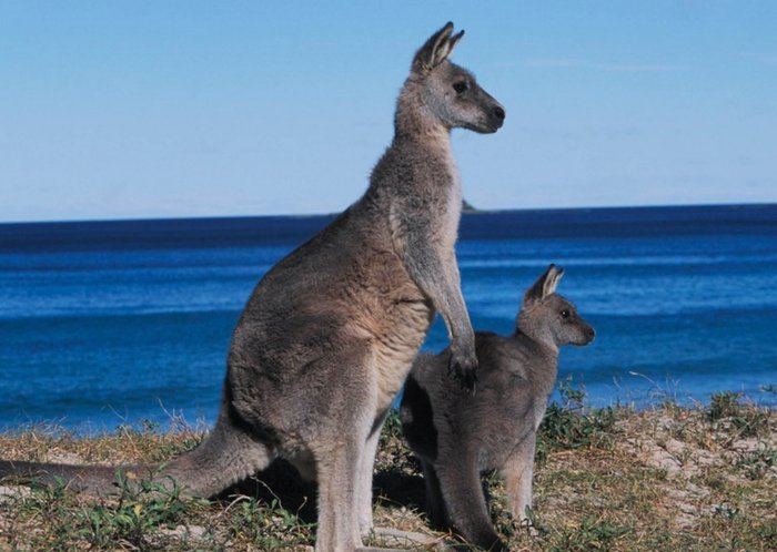 Kangaroo With Joey On Beach Personalised Greetings Card