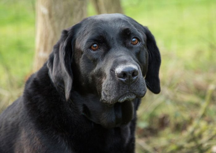 Photo Of Black Labrador Dog Card