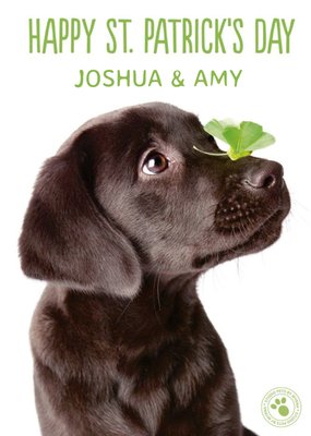 Studio Pets Puppy Happy St Patrick's Day Card