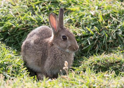 Photo of Brown Rabbit Card