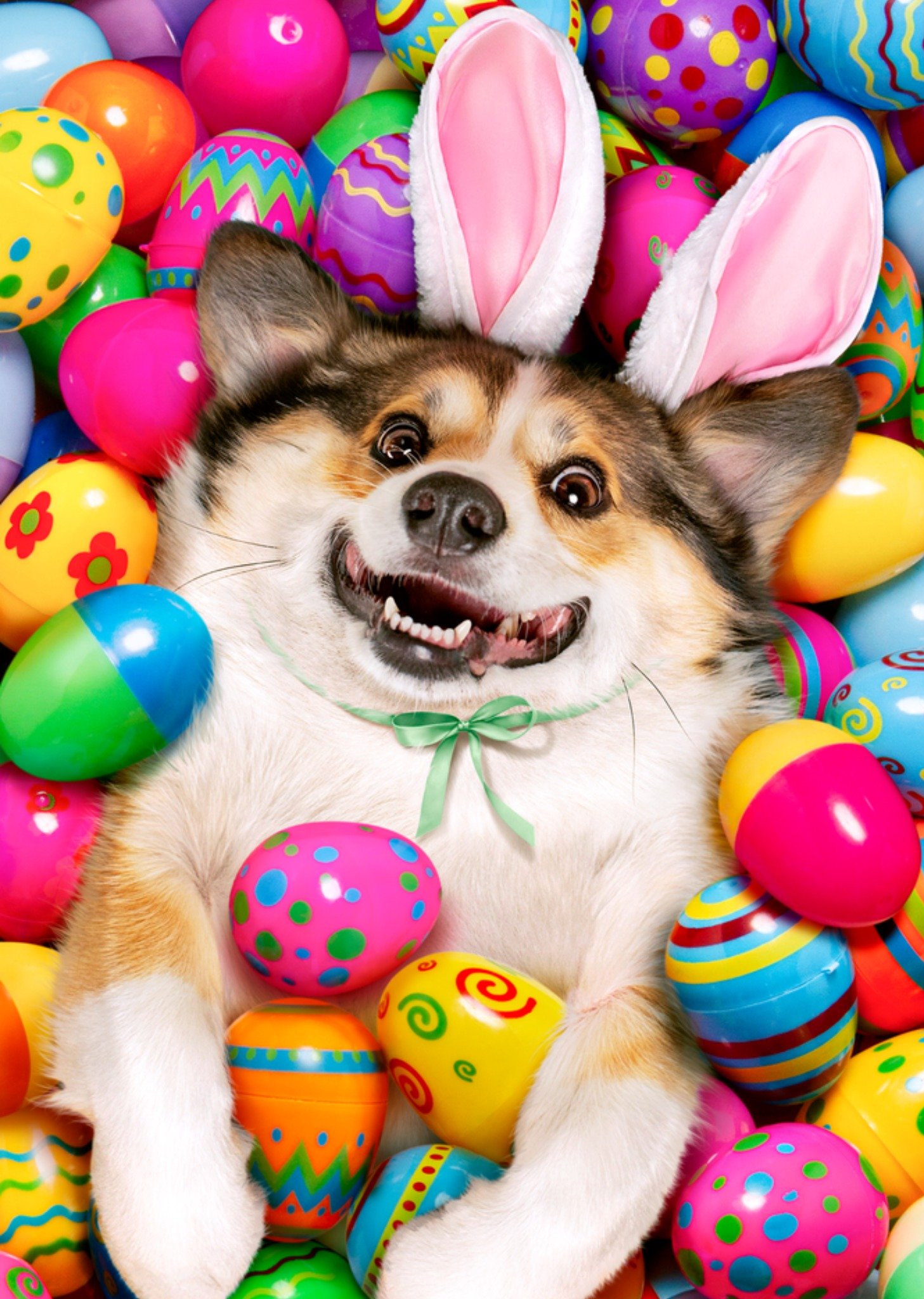 Moonpig Avanti Doggy In Easter Eggs Humorous Easter Card