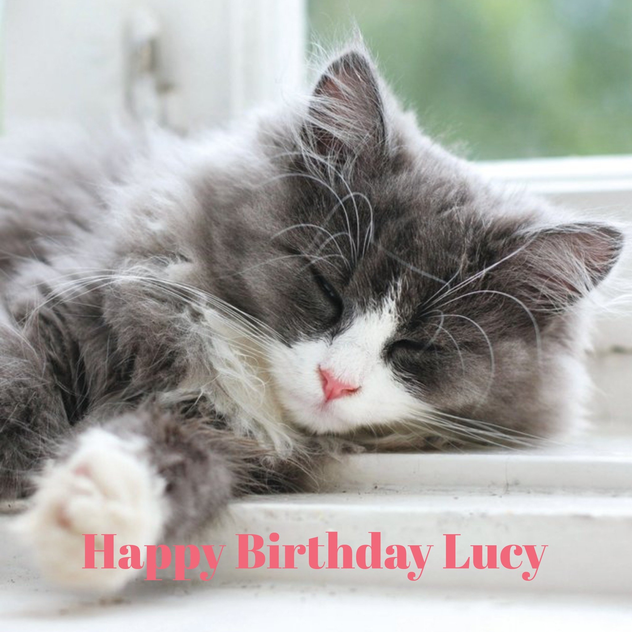 Moonpig Cat Birthday Card