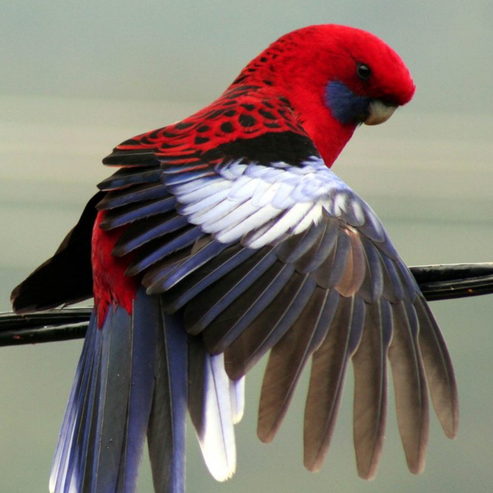 Moonpig Crimson Rosella Bird Personalised Card