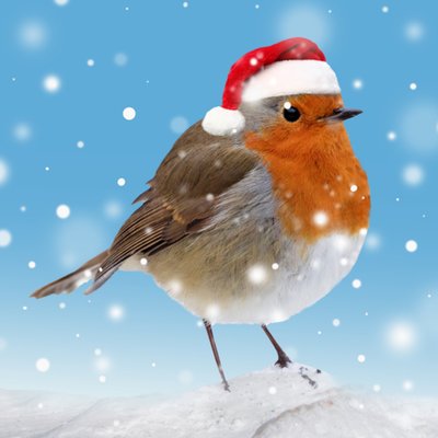 Robin Christmas Card