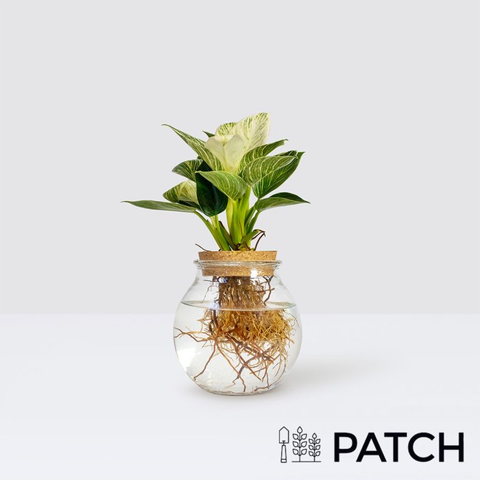 PATCH Leo in Hydro Glass