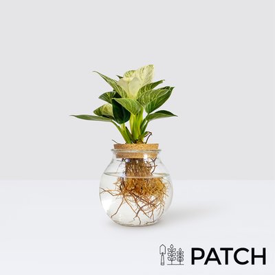 PATCH Leo in Hydro Glass