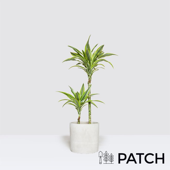 PATCH Mick in Light Concrete Pot