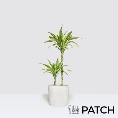 PATCH Mick in Light Concrete Pot