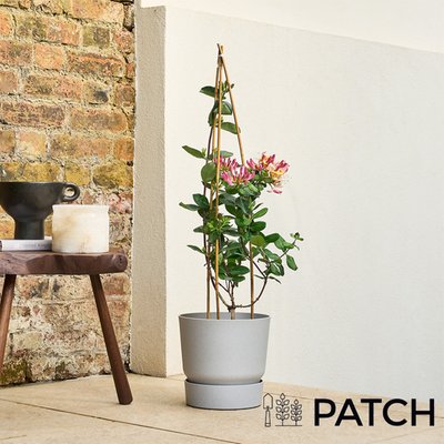 PATCH Harriet the Honeysuckle Outdoor Plant