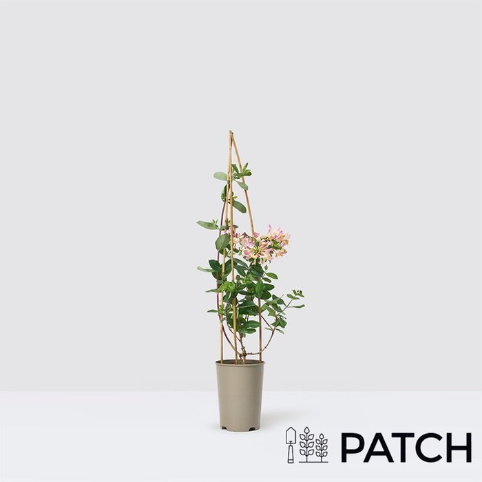 PATCH Outdoor 'Harriet' the Honeysuckle Outdoor Plant