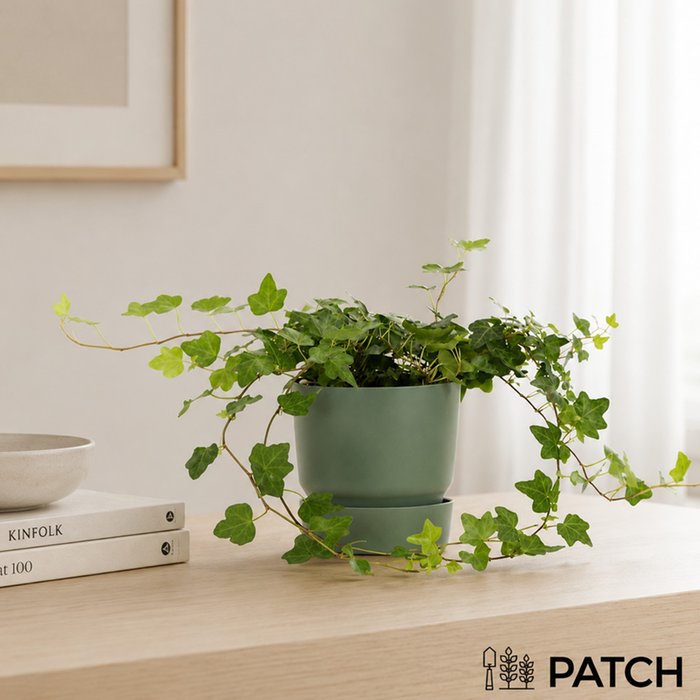 PATCH Ivy in Reservoir Pot