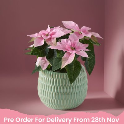 Frosted Pink Poinsettia Plant