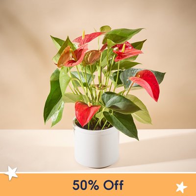 The Anthurium Plant