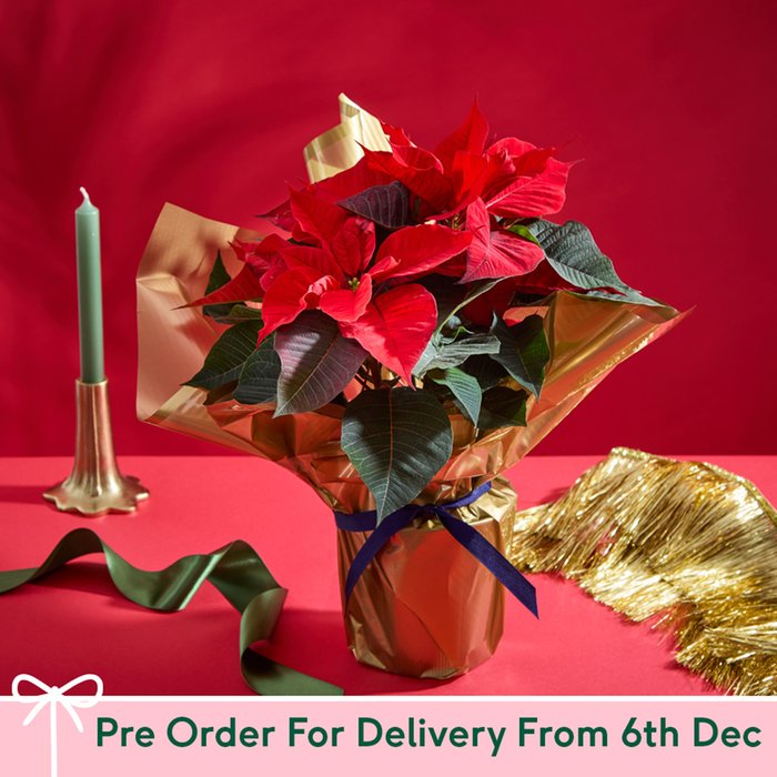 Large Gift Wrapped Poinsettia