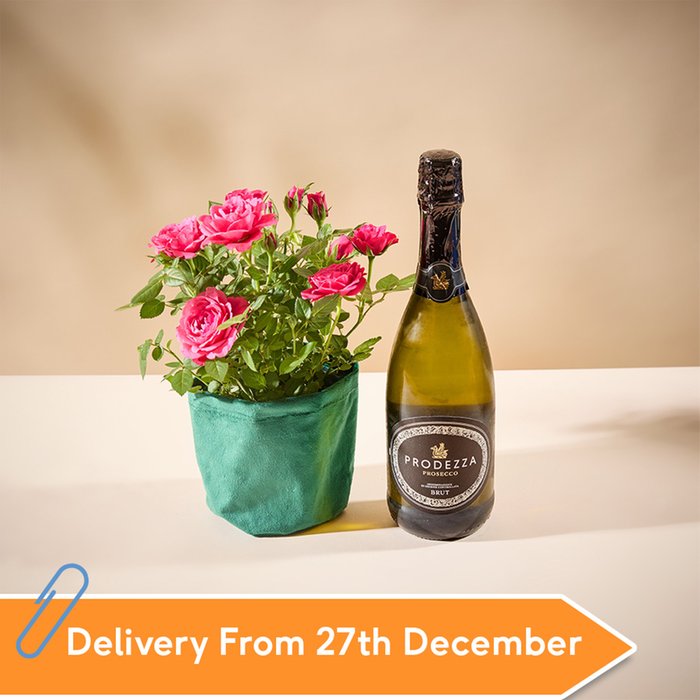 Rose Plant Prosecco Gift Set 