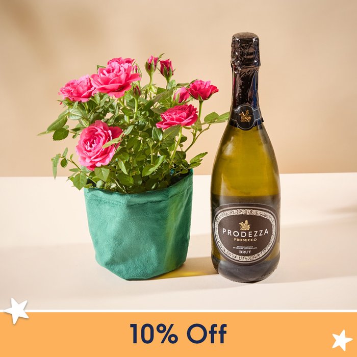 Rose Plant Prosecco Gift Set 