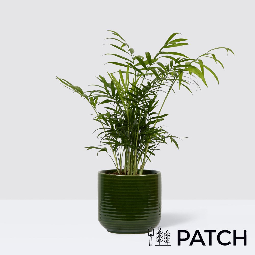 Patch Sharon In Ceramic Green Glazed Pot