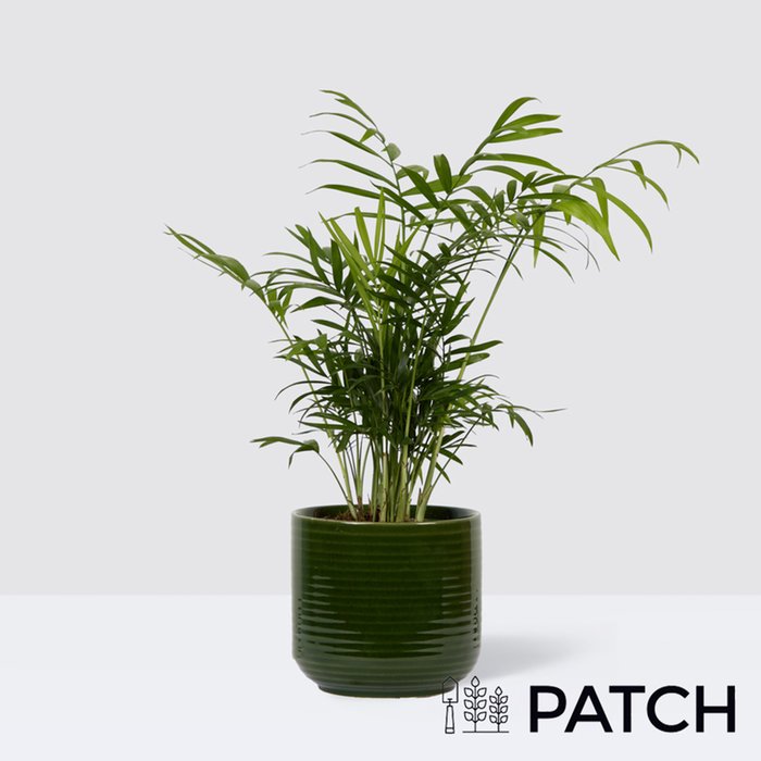 PATCH Sharon in Ceramic Green Glazed Pot