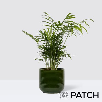 PATCH Sharon in Ceramic Green Glazed Pot