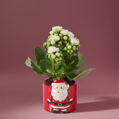 Festive Santa Pot & White Kalanchoe