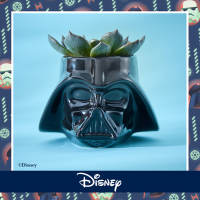 Disney's Darth Vader Mug with New Black Echeveria Plant