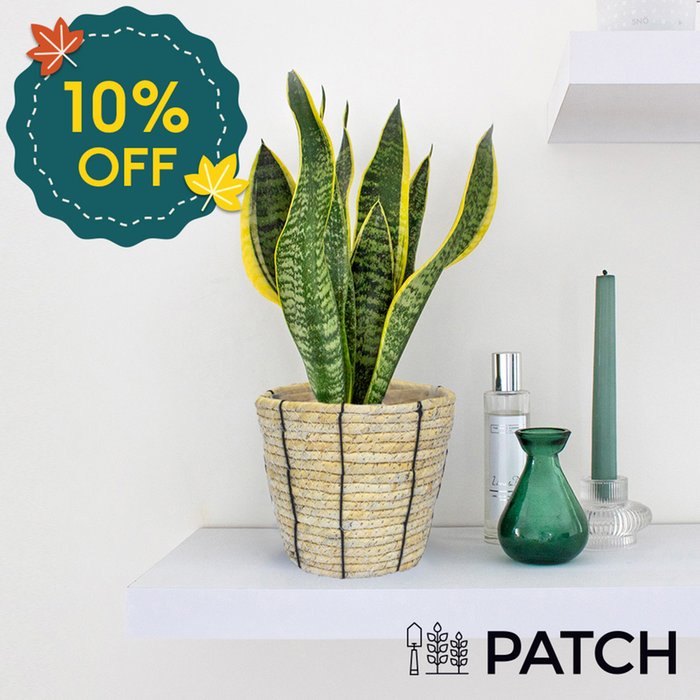 PATCH 'Susie' the Snake Plant with Rope Basket