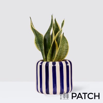 PATCH Susie in Striped Cobalt Pot