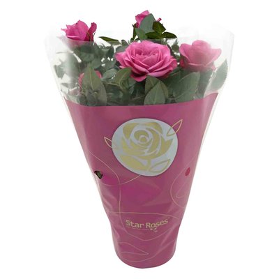 Image of Rosa