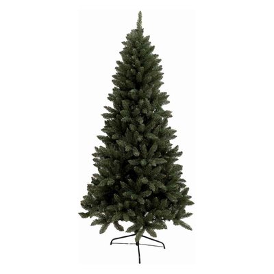 Immagine di Pino mediterraneo