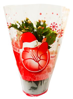 Obrázek Schlumbergera květináč 11 cm mix barev