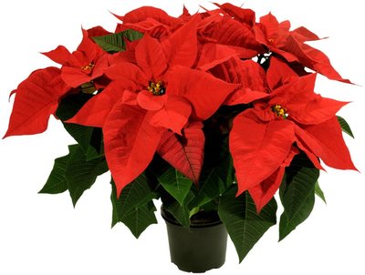 Obrázek Vánoční hvězda květináč 13cm