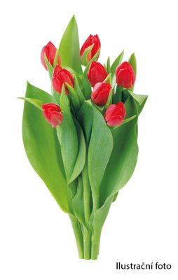Obrázek Kytice Tulipán