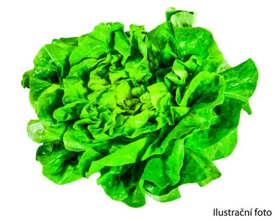 Obrázek Česká Farma Salát hlávkový